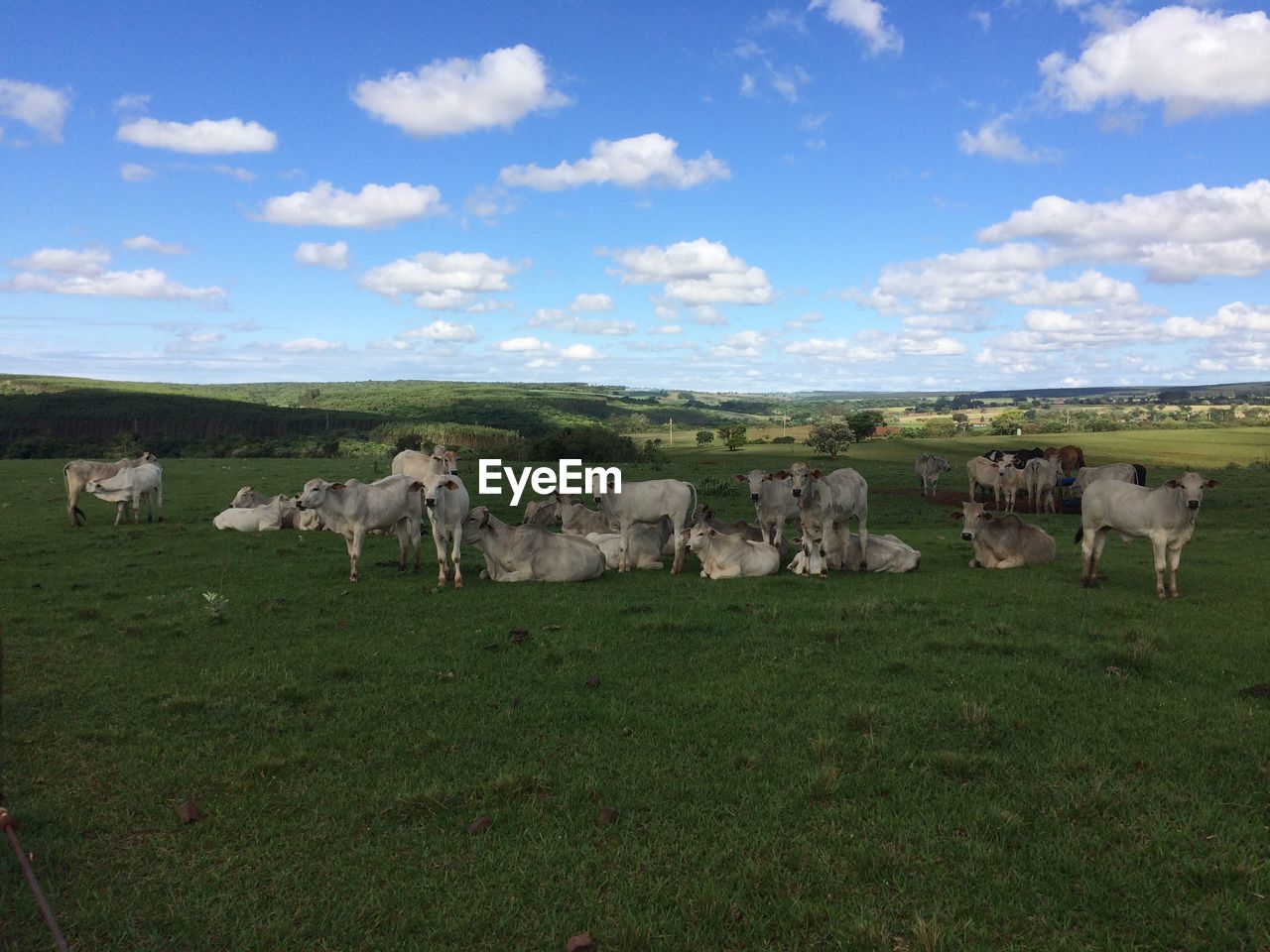 Cows grazing on field against sky