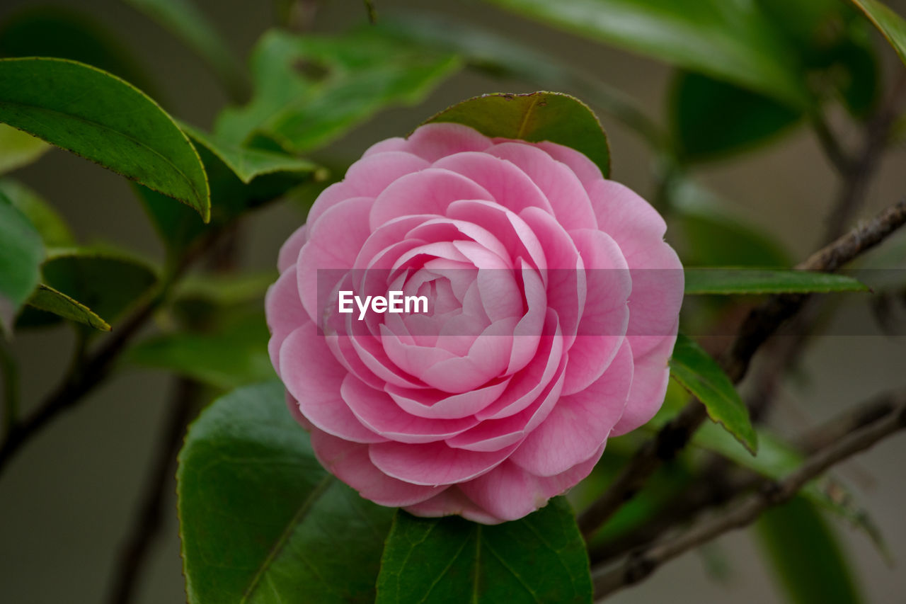 plant, flower, flowering plant, beauty in nature, pink, leaf, rose, plant part, petal, close-up, freshness, inflorescence, flower head, nature, fragility, no people, japanese camellia, rose - flower, growth, focus on foreground, outdoors, camellia sasanqua, springtime, garden roses