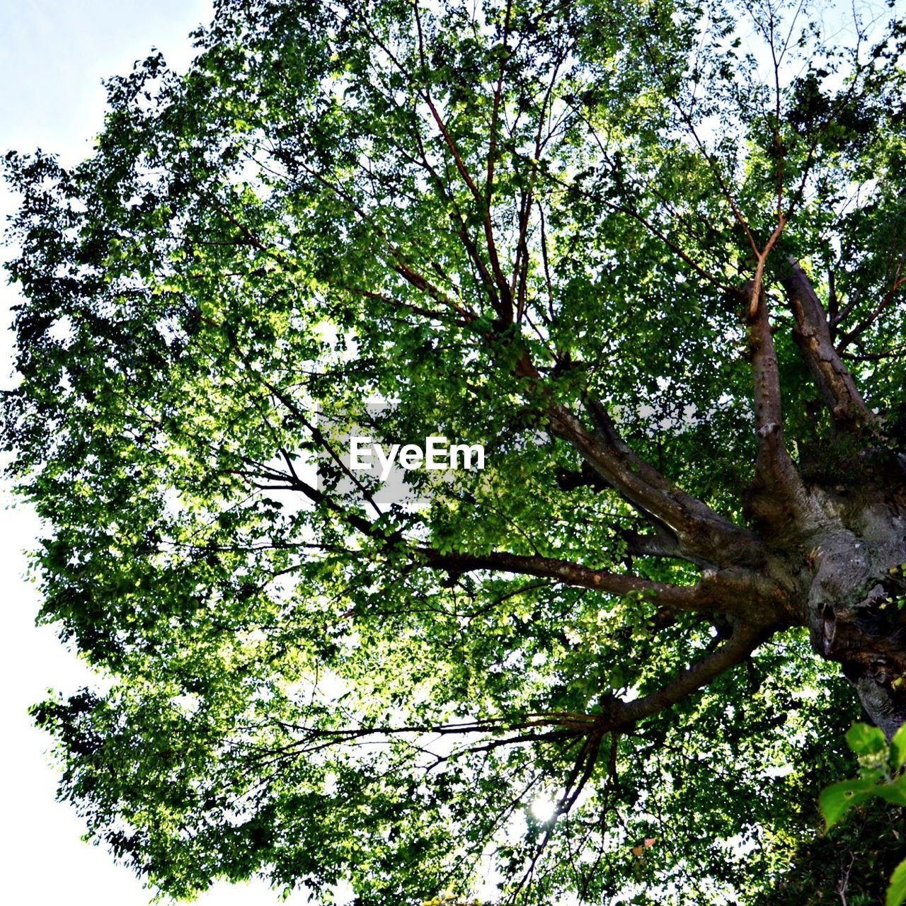 LOW ANGLE VIEW OF TREES IN FOREST