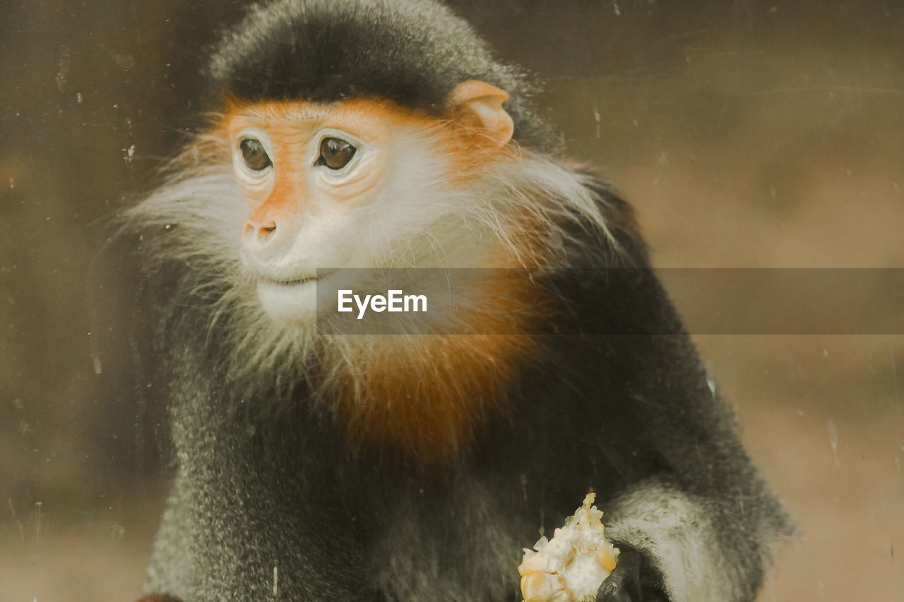 MONKEY LOOKING AWAY