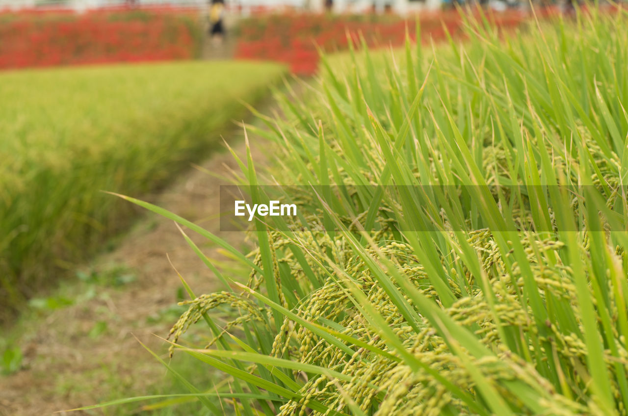 CLOSE-UP OF WHEAT GROWING IN FIELD