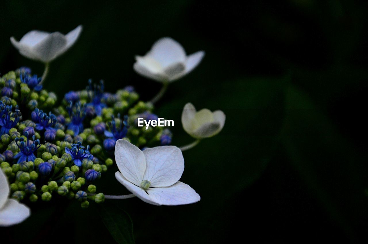 Close-up of white flowering plant