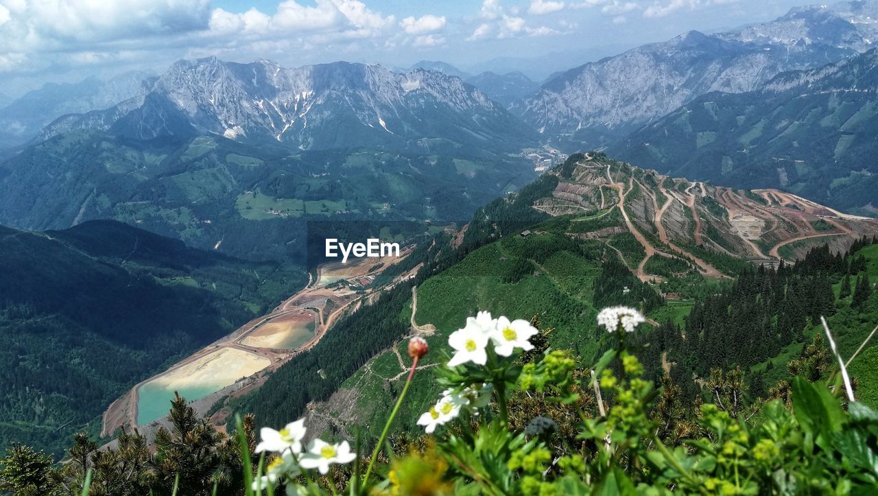 Scenic view of flowering plants and mountains