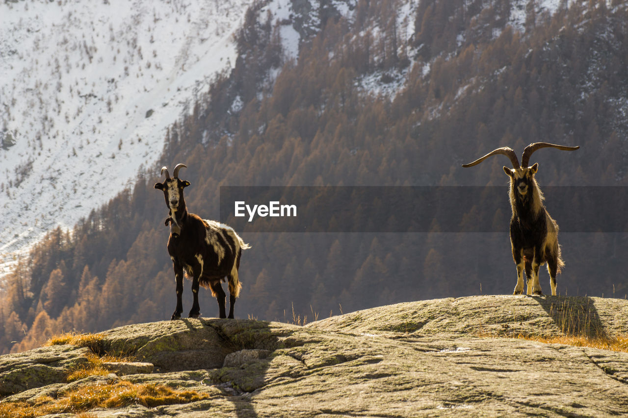 Wild goats on mountain during winter