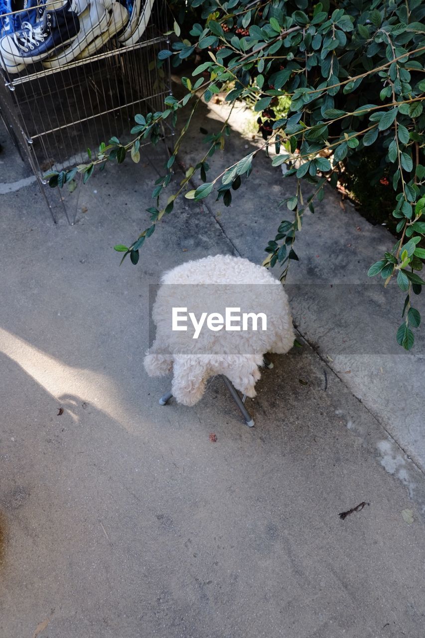 HIGH ANGLE VIEW OF DOG ON COBBLESTONE STREET