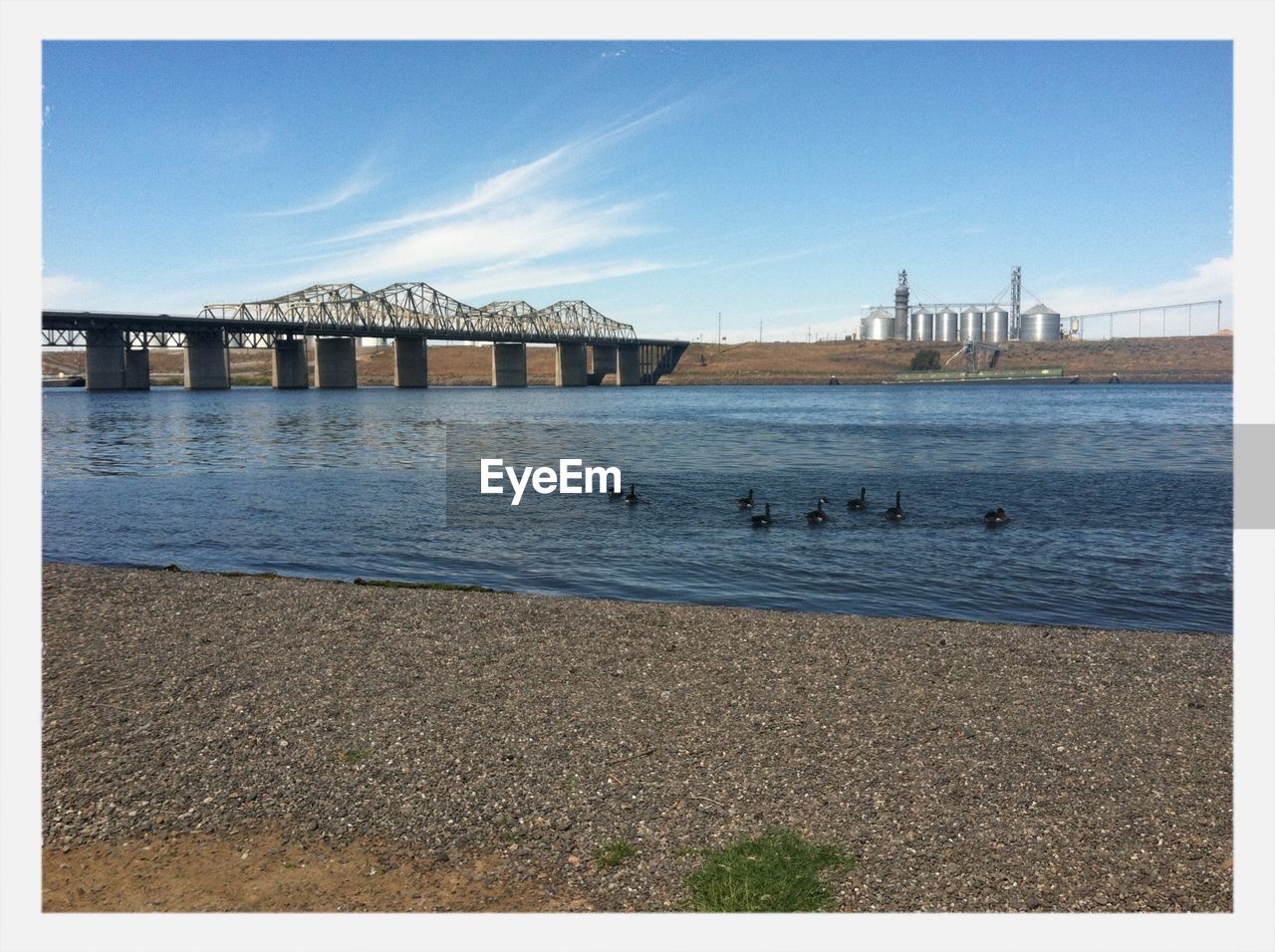 Birds swimming in river against sky