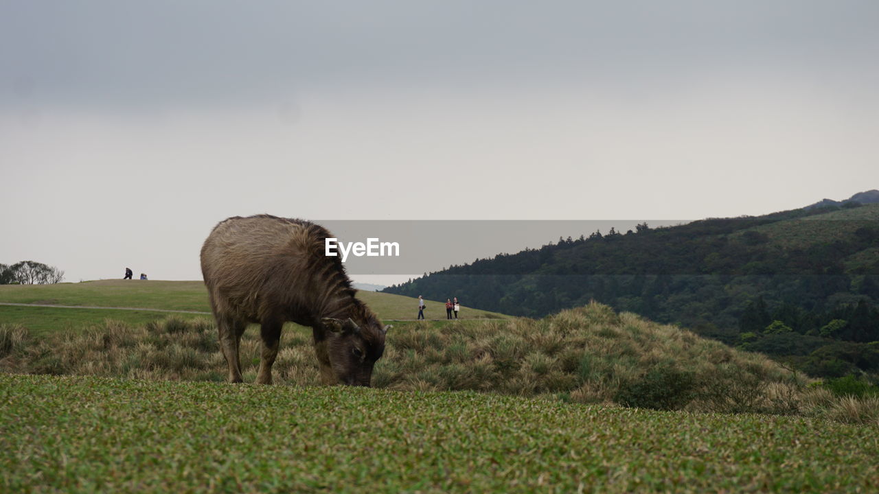 HORSE GRAZING IN FIELD