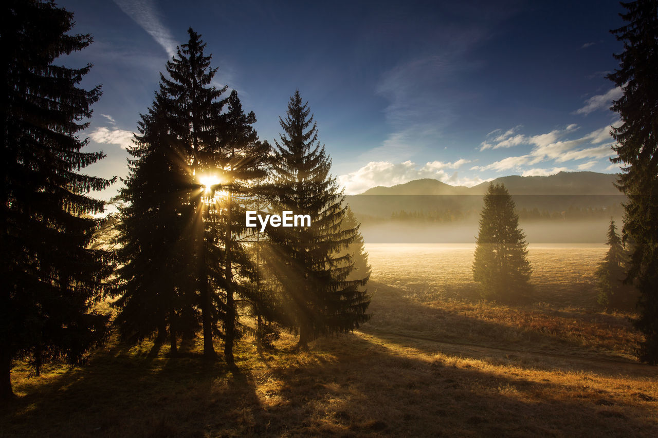 Pine trees on land against sky during sunset