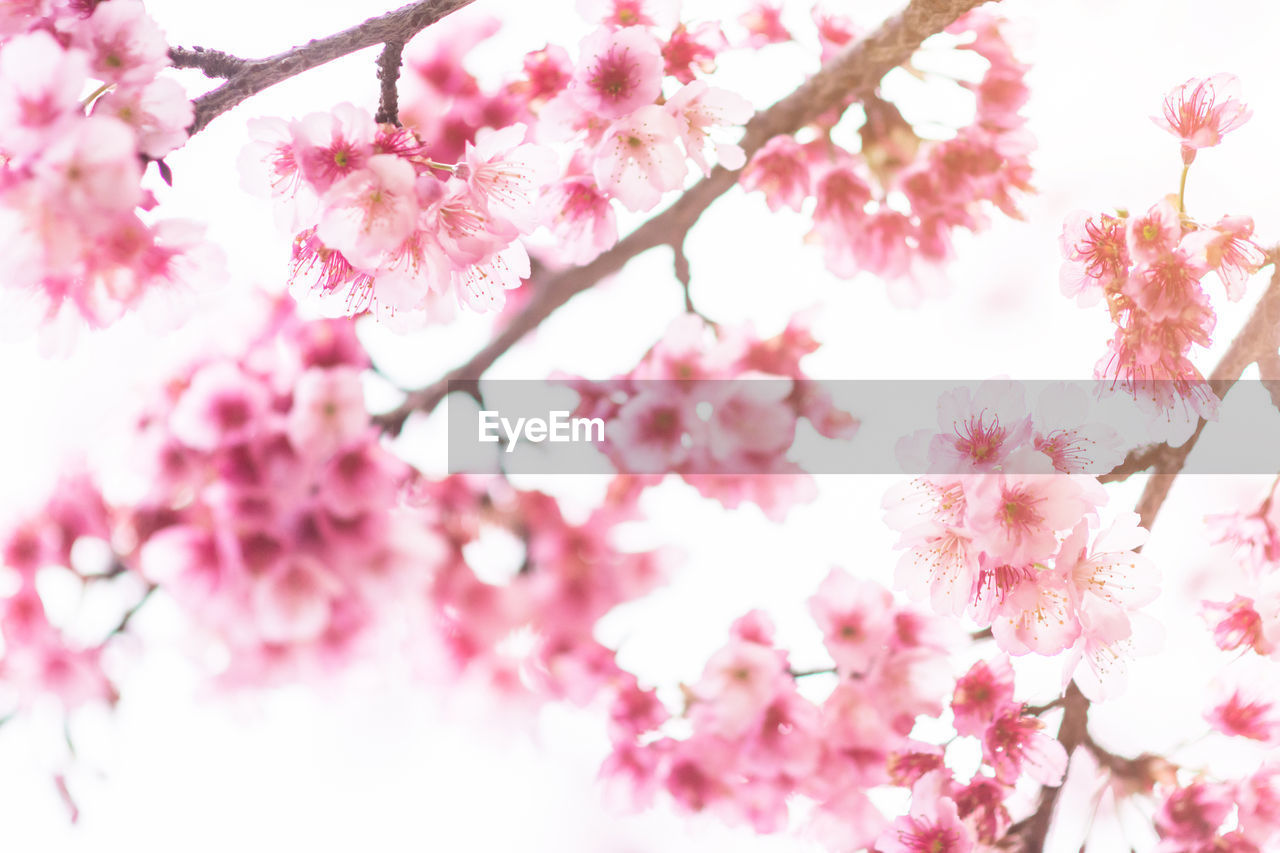 LOW ANGLE VIEW OF PINK CHERRY BLOSSOM