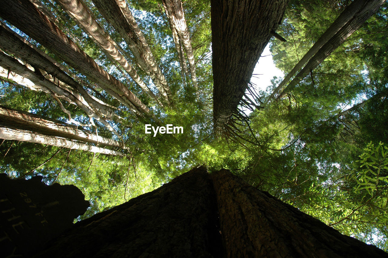 Low angle view of trees in forest