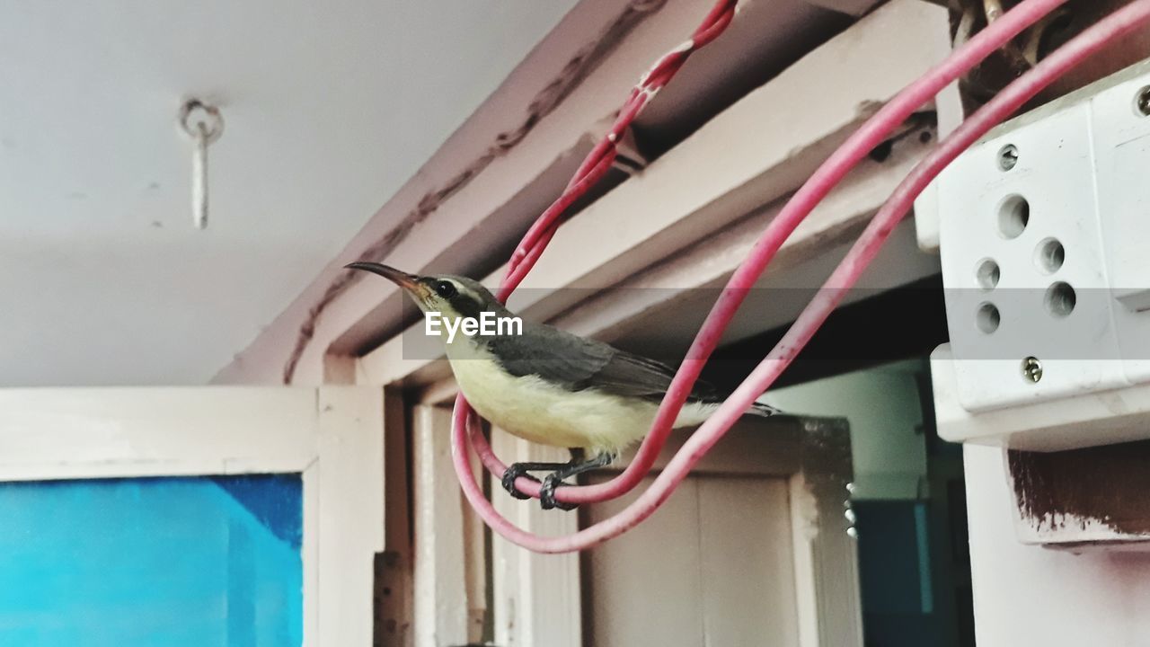 LOW ANGLE VIEW OF BIRD PERCHING ON A METAL WALL