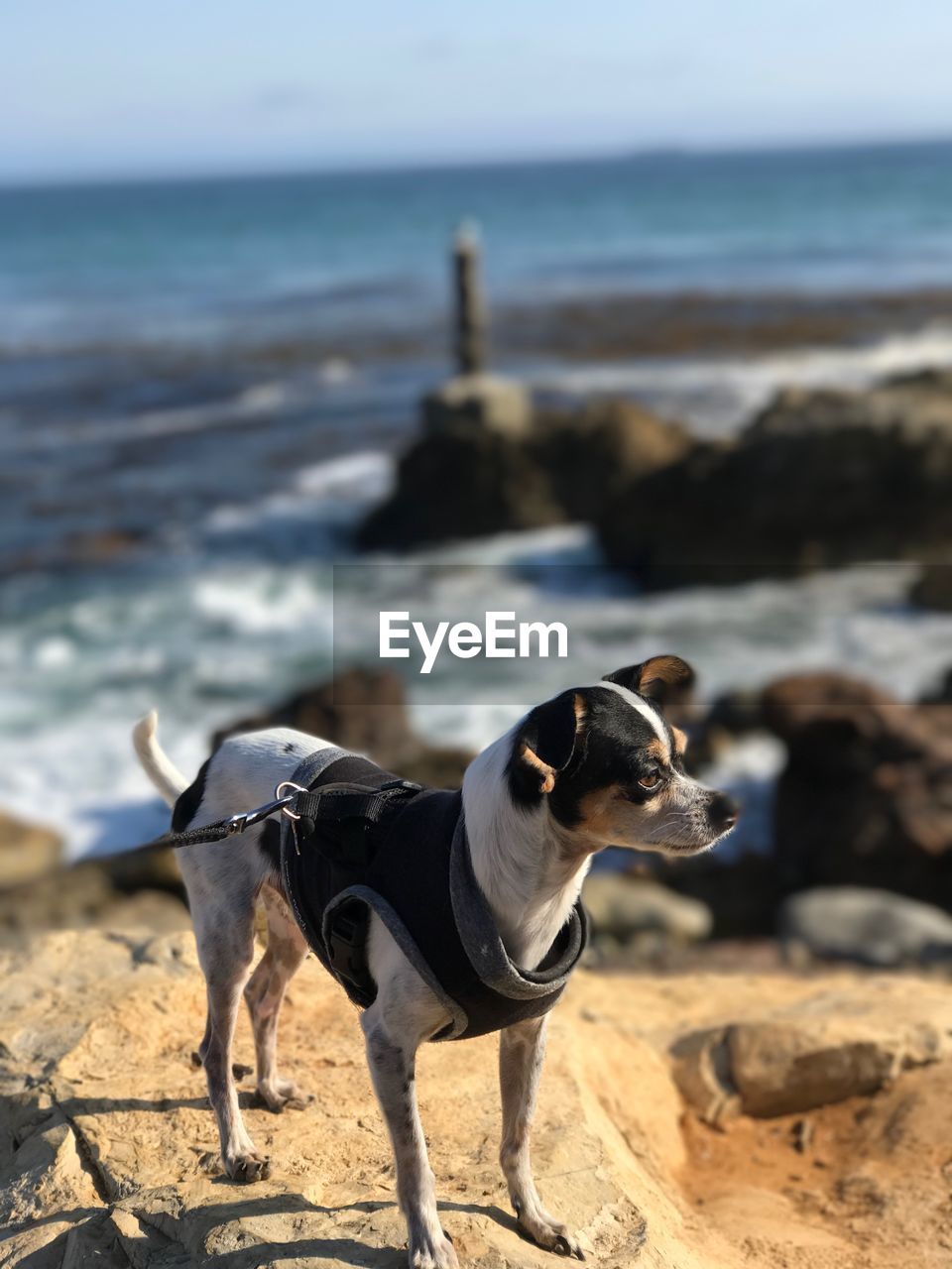 DOG STANDING AT BEACH