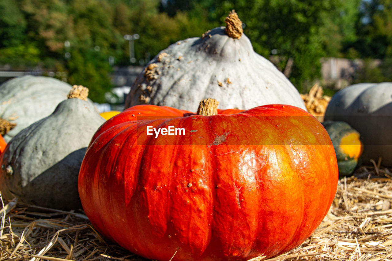 Close-up of pumpkins on field