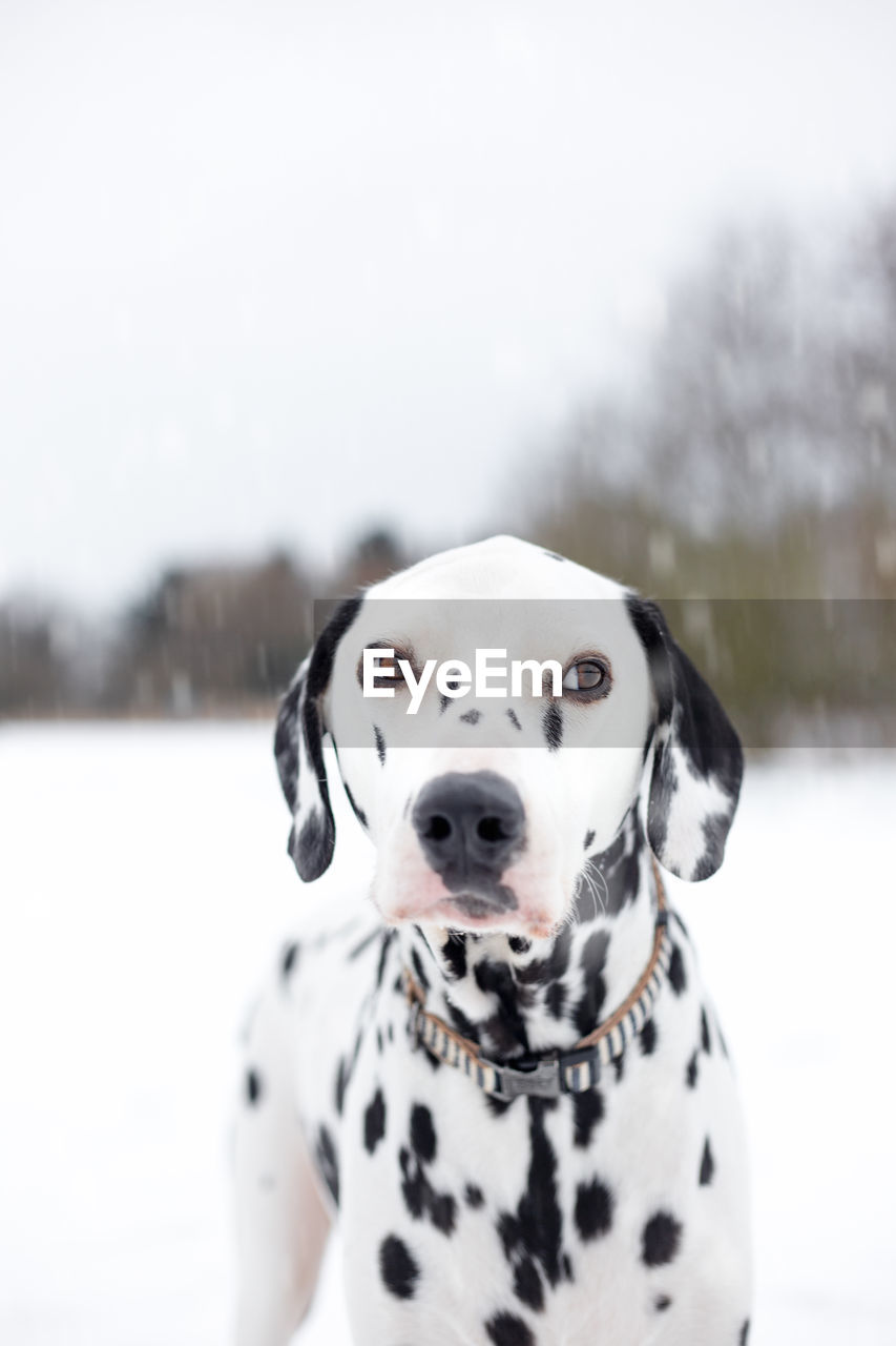 Portrait of dalmatian dog standing on snow