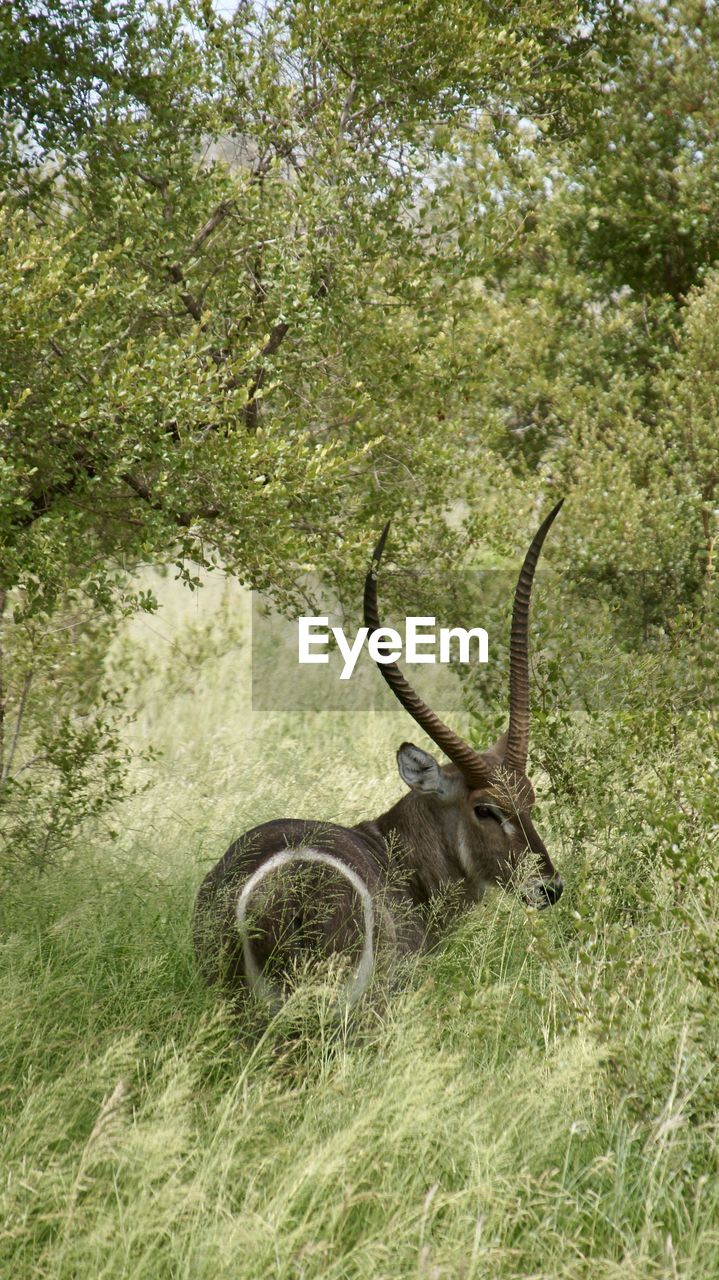VIEW OF DEER ON GRASS