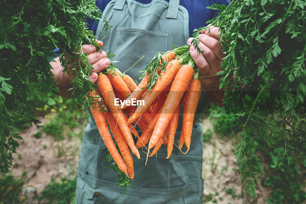 Ripe natural organic freshly picked carrots in the hands of farmer. harvest country village. 