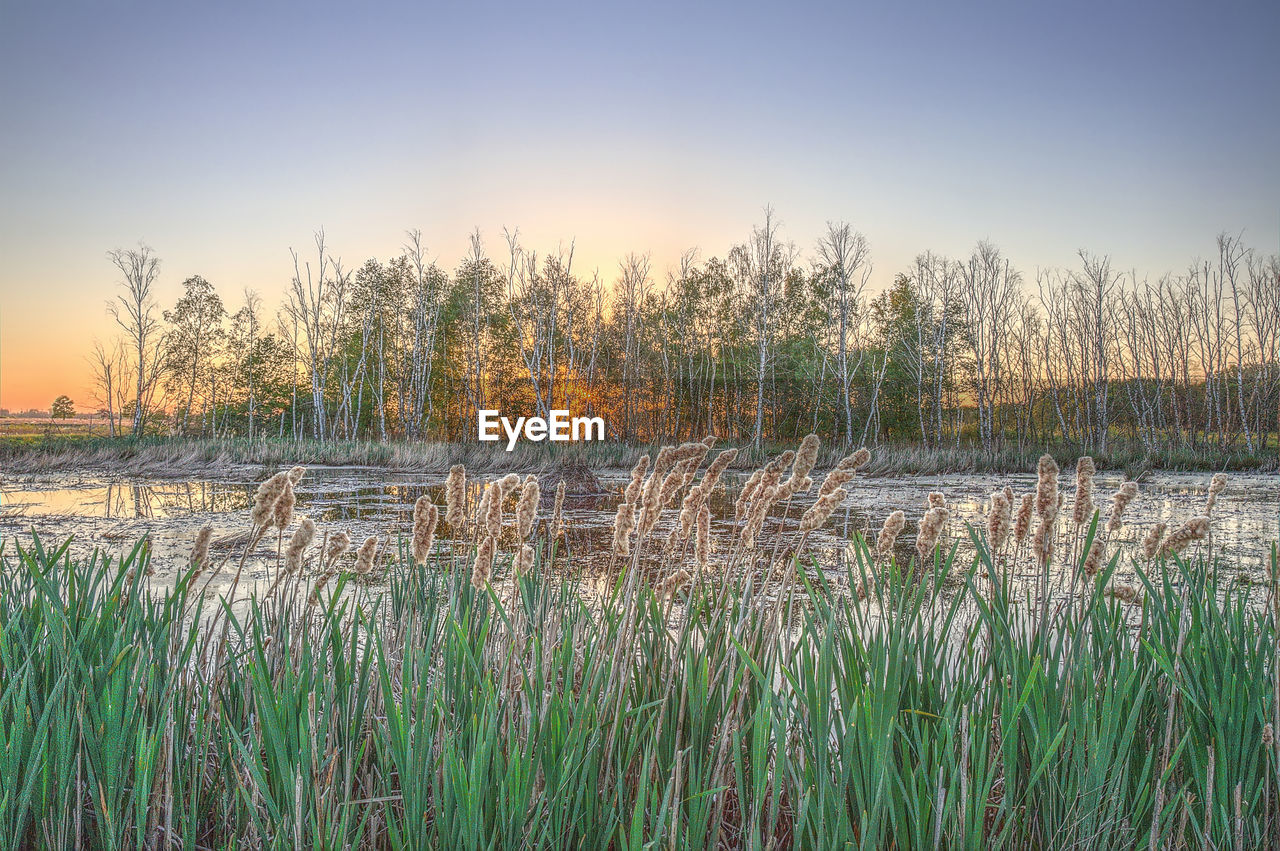 Plants in lake against bare trees during sunset