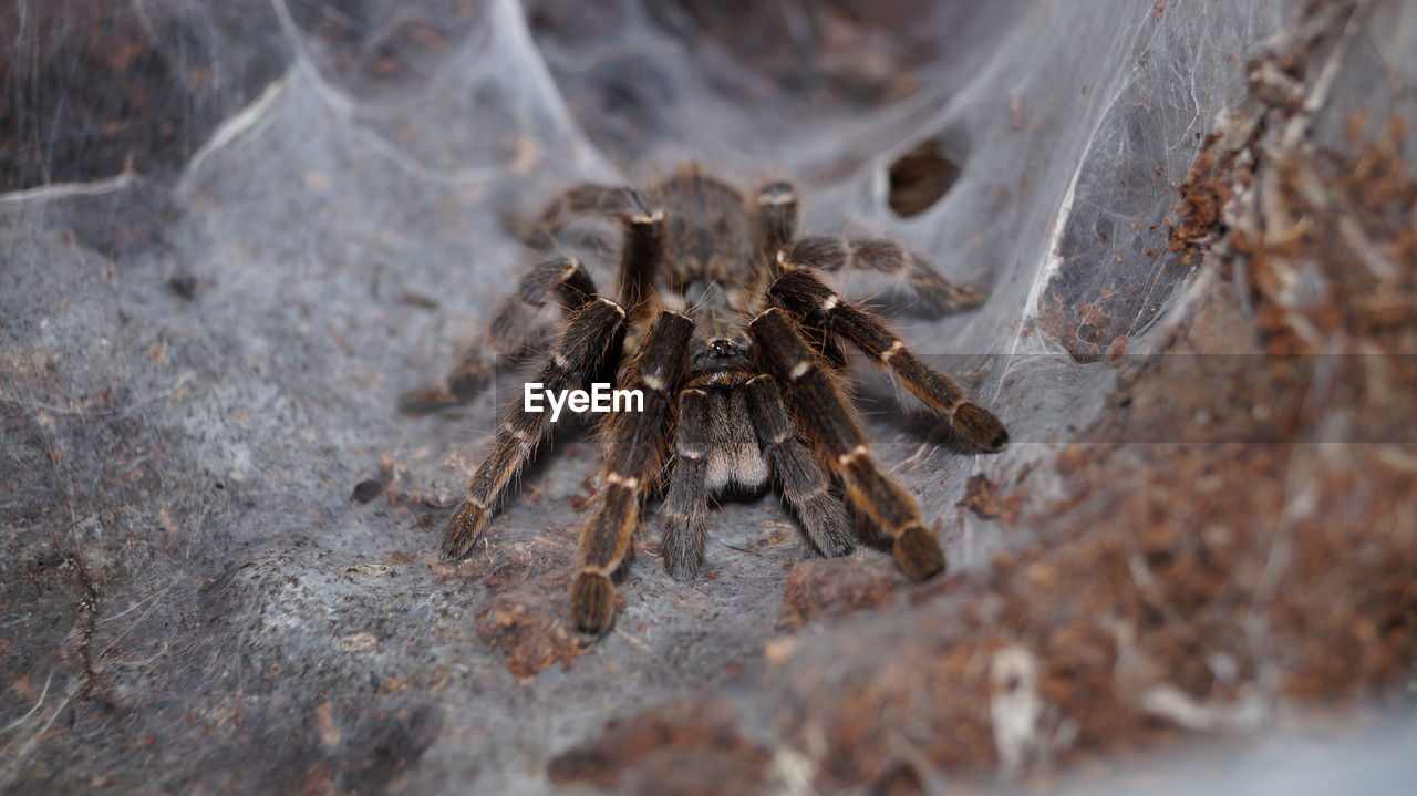 CLOSE-UP OF SPIDER ON GROUND