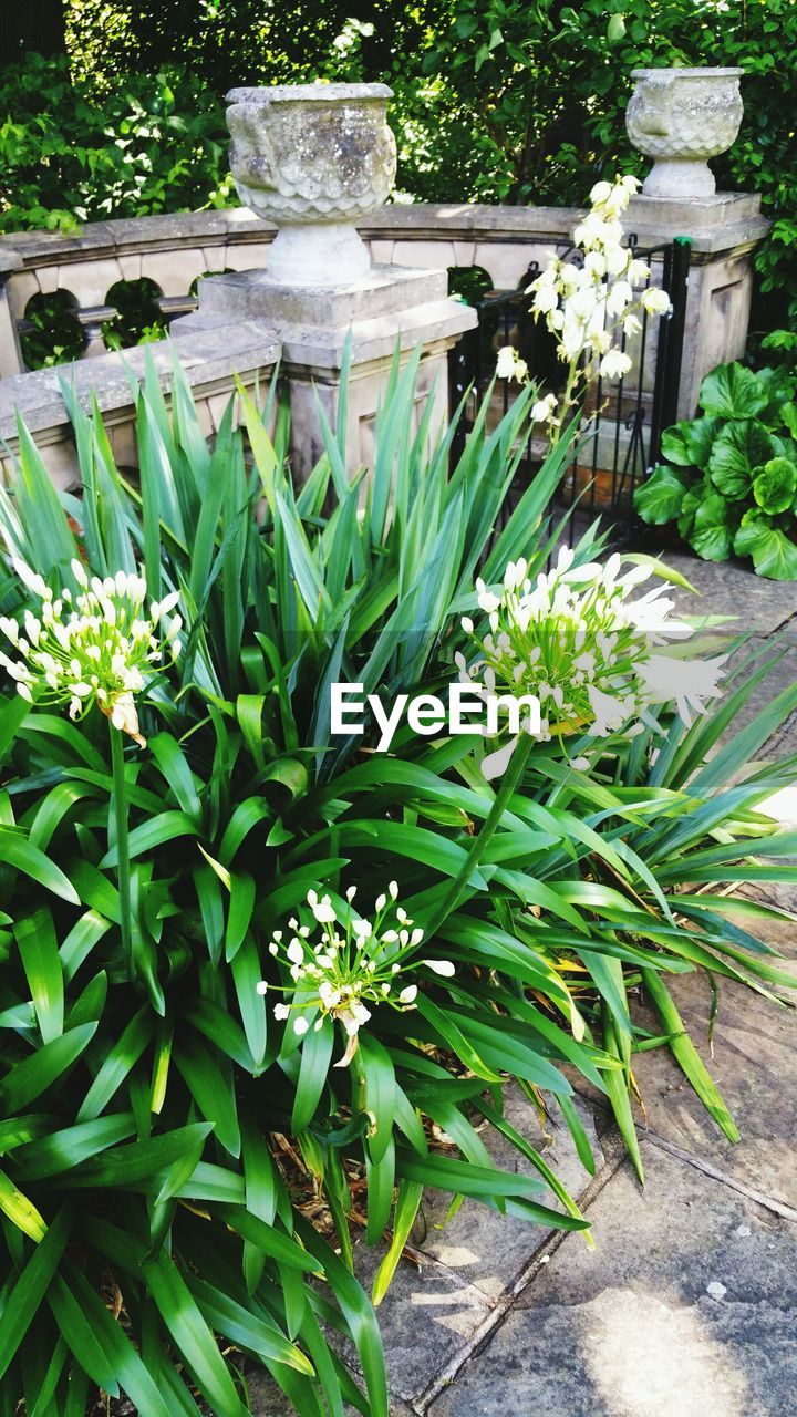 FLOWER PLANTS GROWING ON GRASS