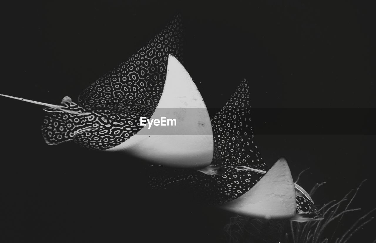 Close-up of eagle ray swimming underwater 