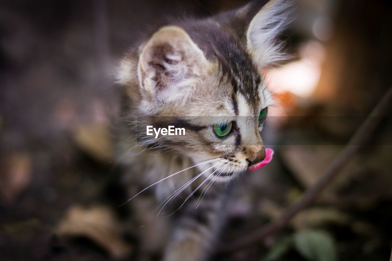 CLOSE-UP OF TABBY CAT