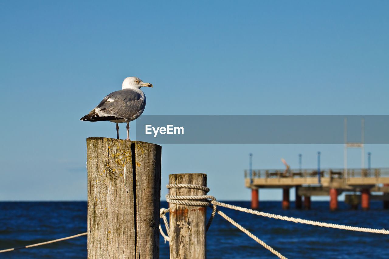 Seagull perching on wooden post by sea