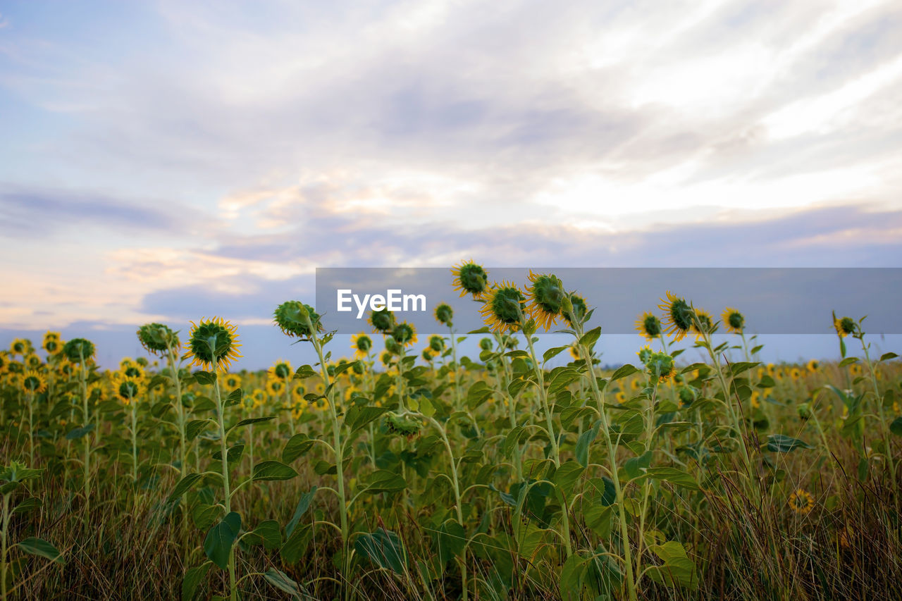 Sunflower on field with the sky background.