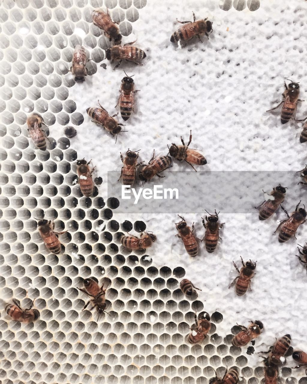 High angle view of bees on honeycomb