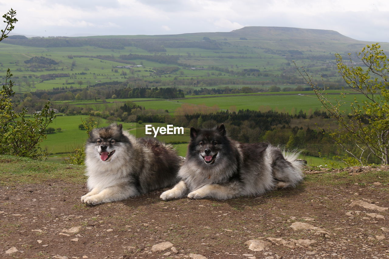 DOG RELAXING ON GRASSY LANDSCAPE