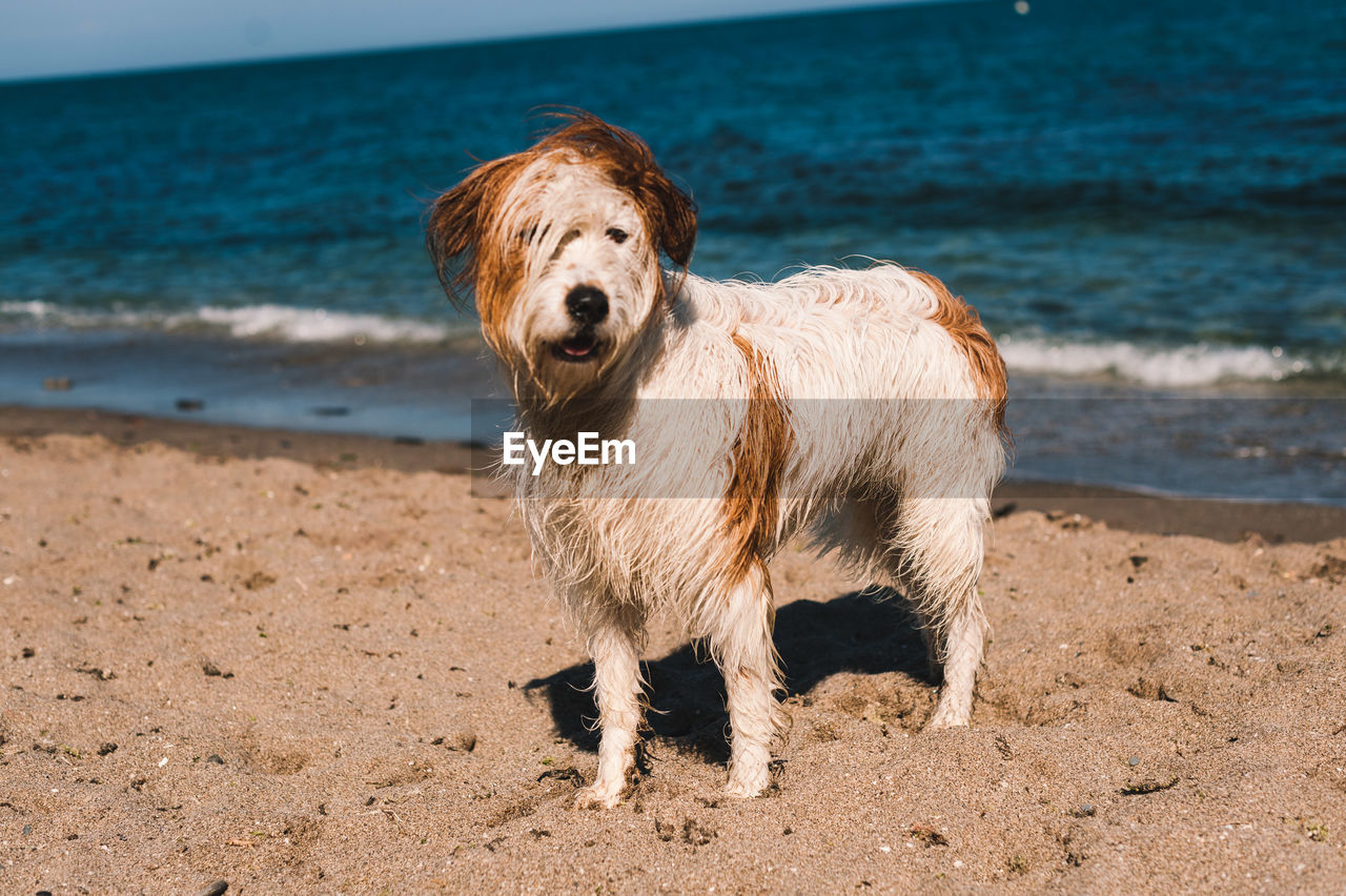 Hairy dog standing on shore at beach