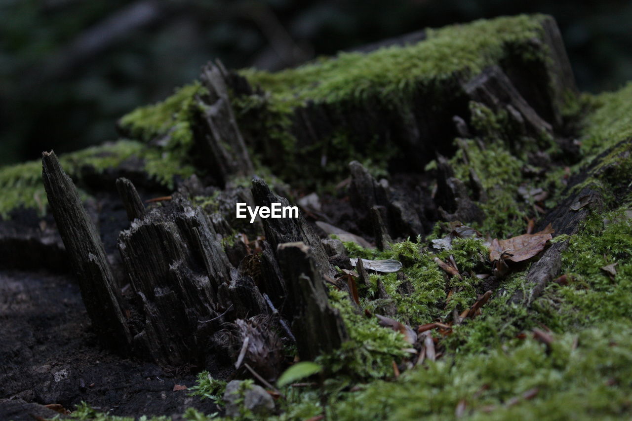 Close-up of moss on tree trunk