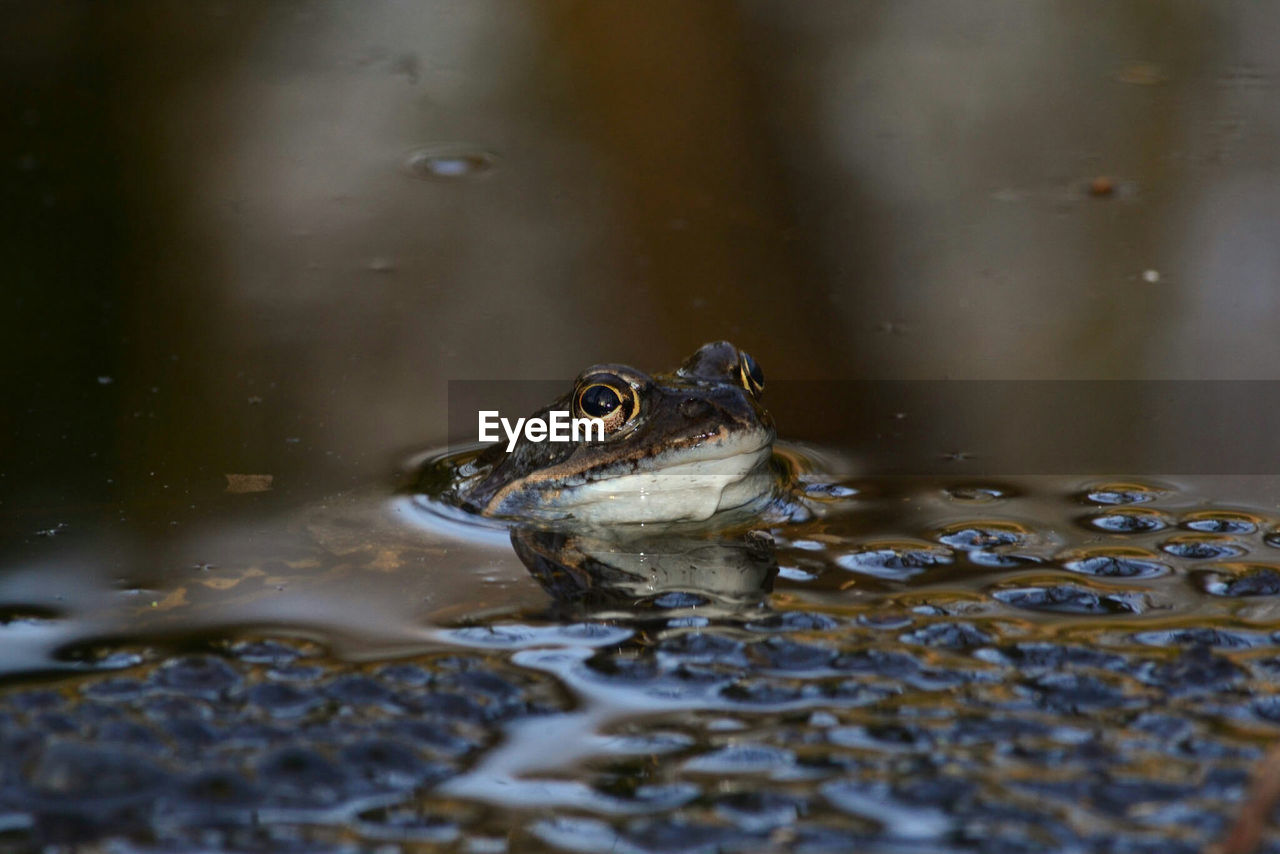 Frog swimming in lake