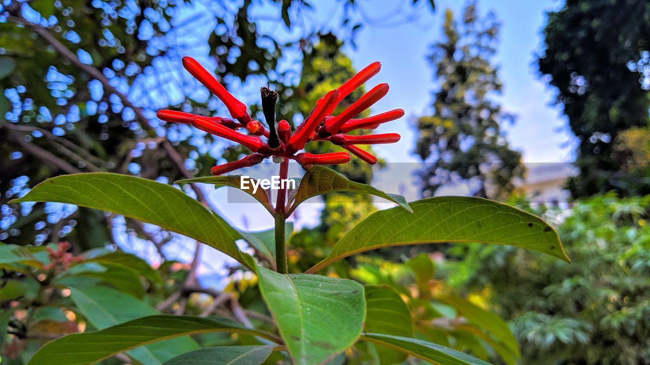 CLOSE-UP OF RED LEAVES ON TREE