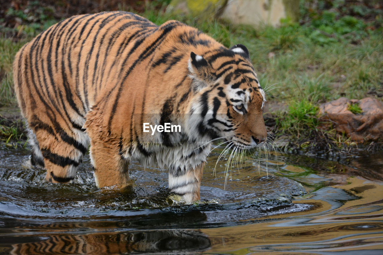 Close-up of tiger standing in lake