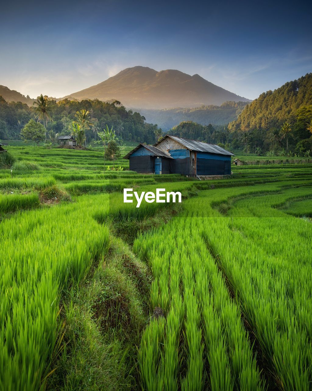 Rice terraces in majalengka, west java