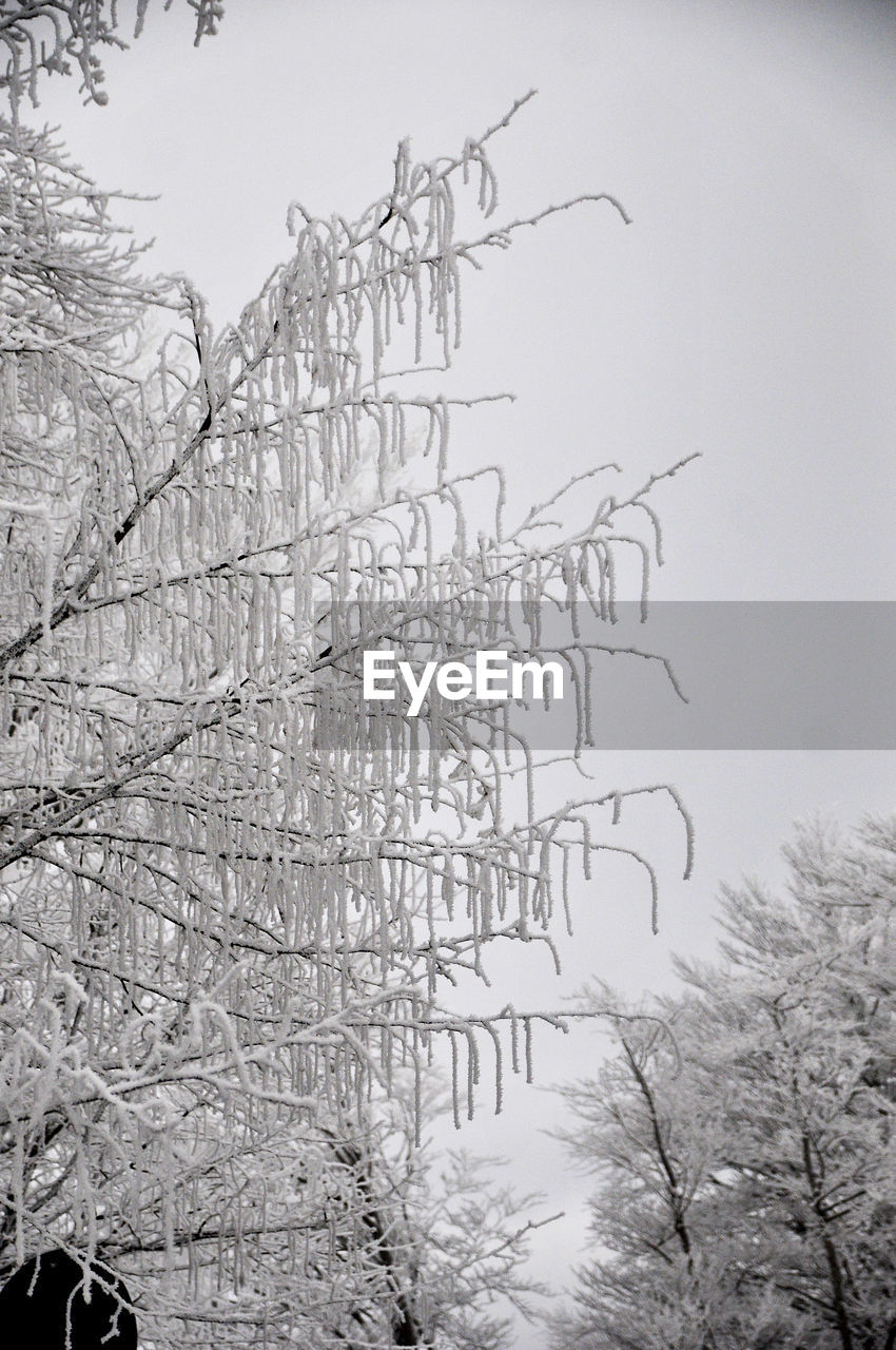 BARE TREE IN SNOW COVERED LAND