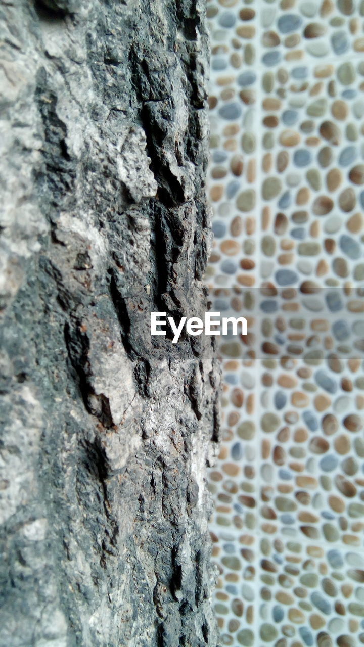 CLOSE-UP OF TREE TRUNK