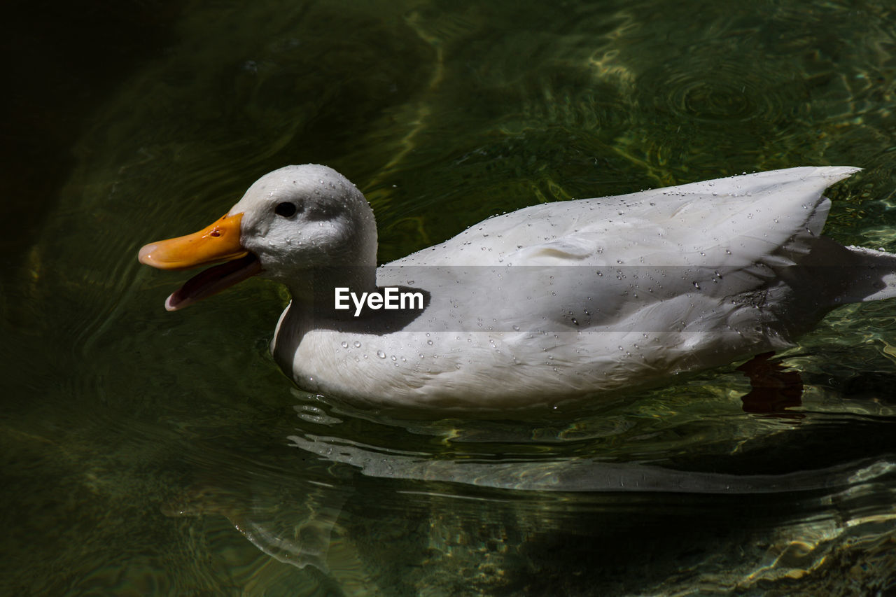 CLOSE-UP OF SWAN FLOATING IN LAKE