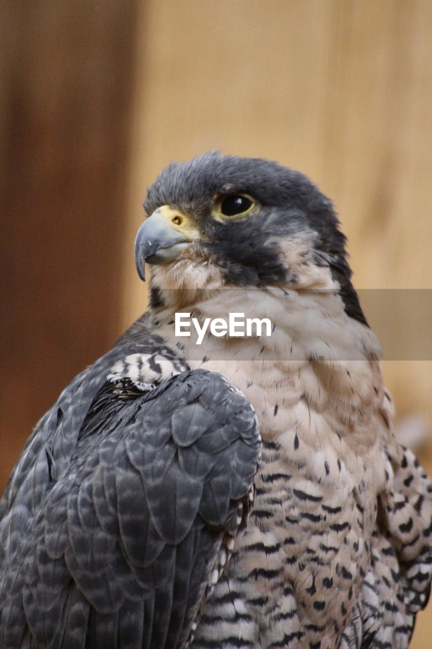 CLOSE-UP OF OWL PERCHING OUTDOORS