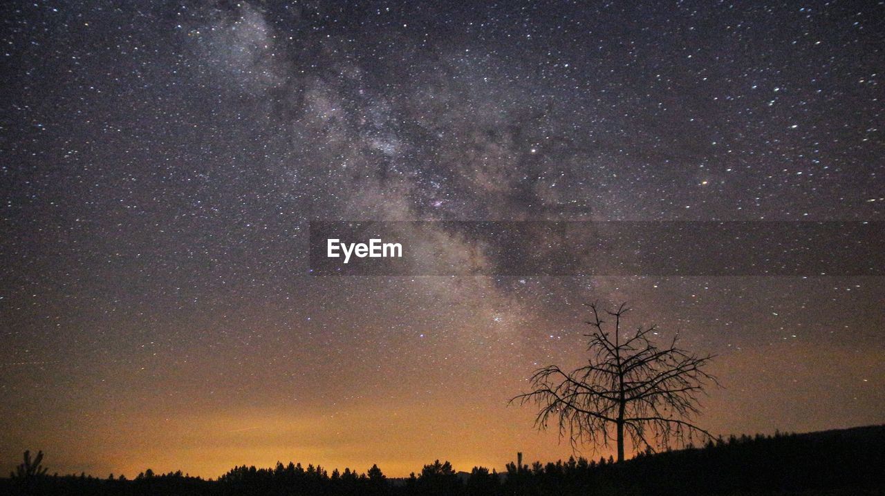 LOW ANGLE VIEW OF SILHOUETTE TREES AGAINST STAR FIELD IN SKY