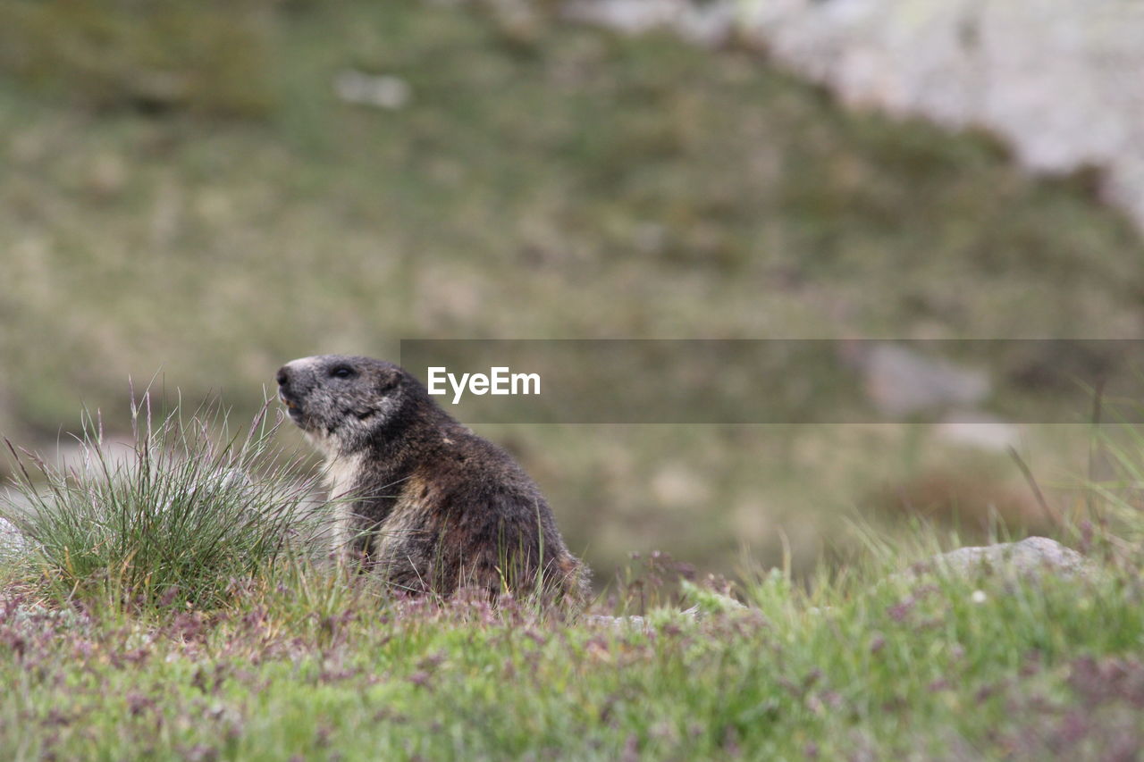 Side view of an animal on field