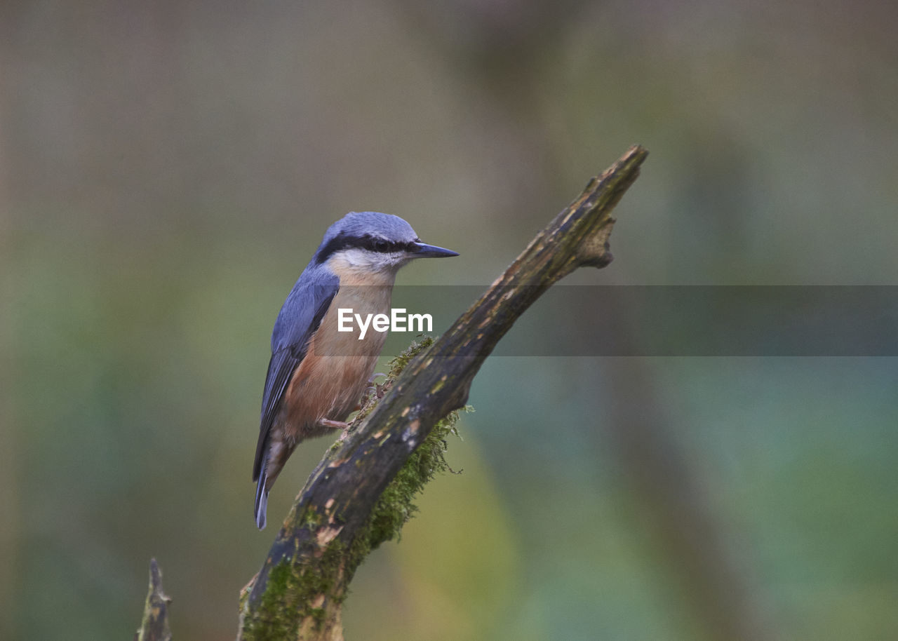 animal themes, animal wildlife, animal, bird, wildlife, nature, one animal, beak, perching, tree, plant, close-up, focus on foreground, branch, beauty in nature, no people, full length, outdoors, day, songbird, environment, side view, selective focus, forest