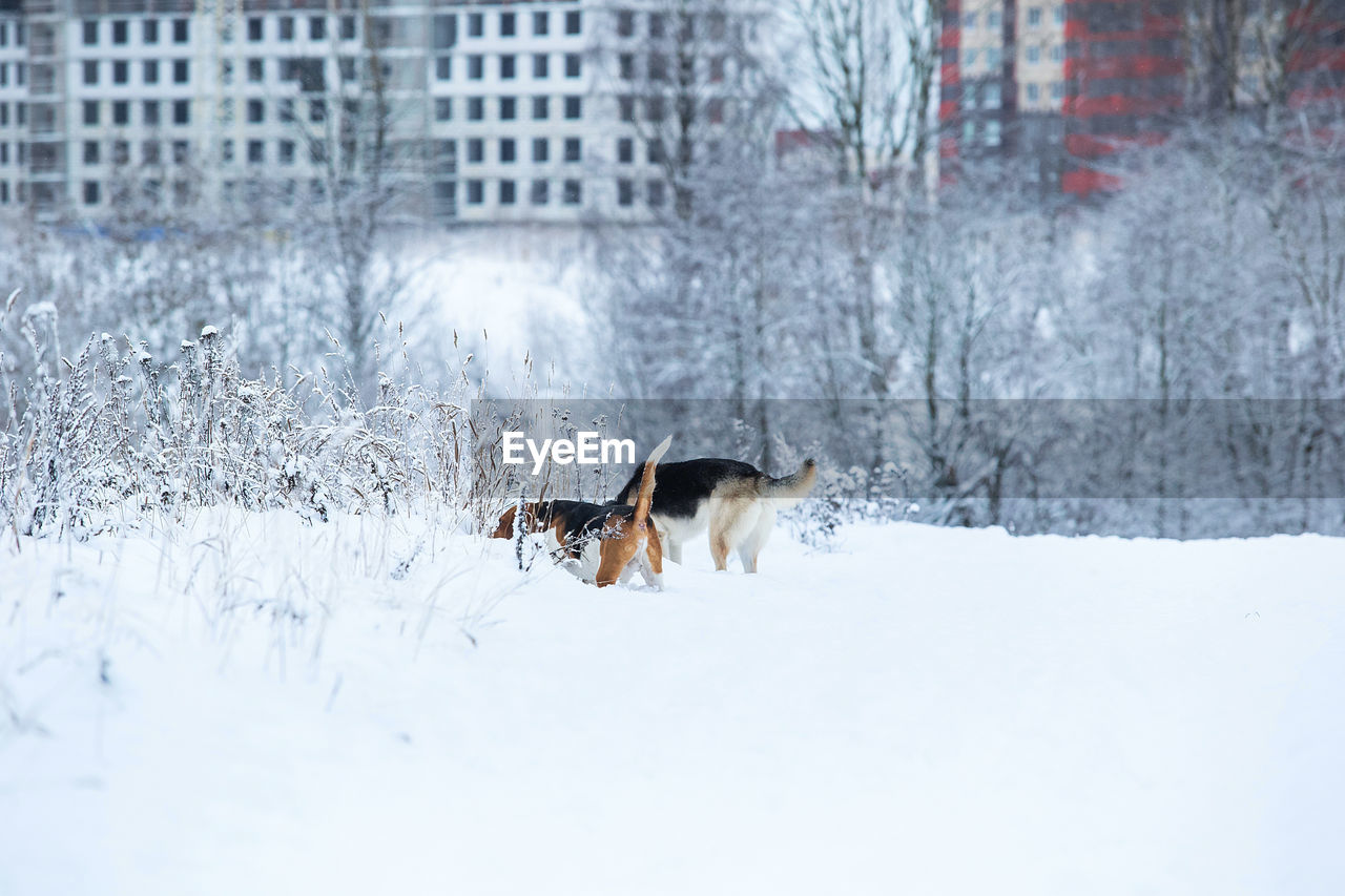 DOG RUNNING IN SNOW