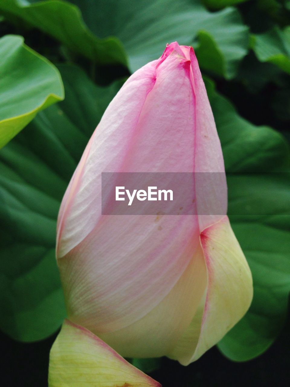 Close-up of pink lotus bud