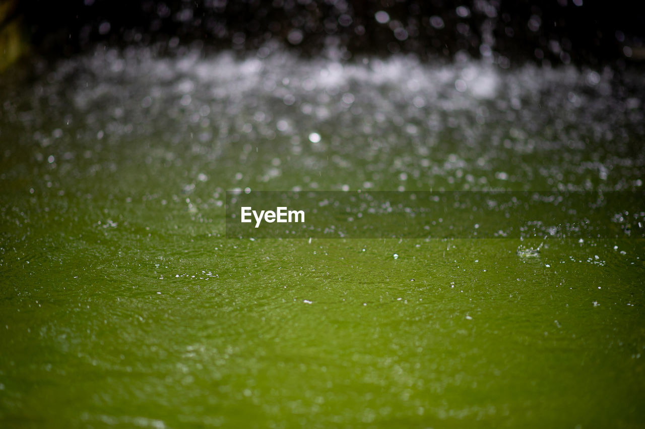 CLOSE-UP OF WET GRASS