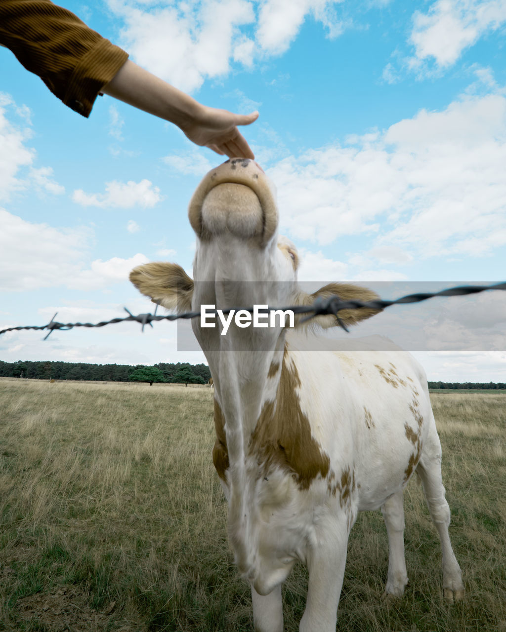 HORSE STANDING ON FIELD