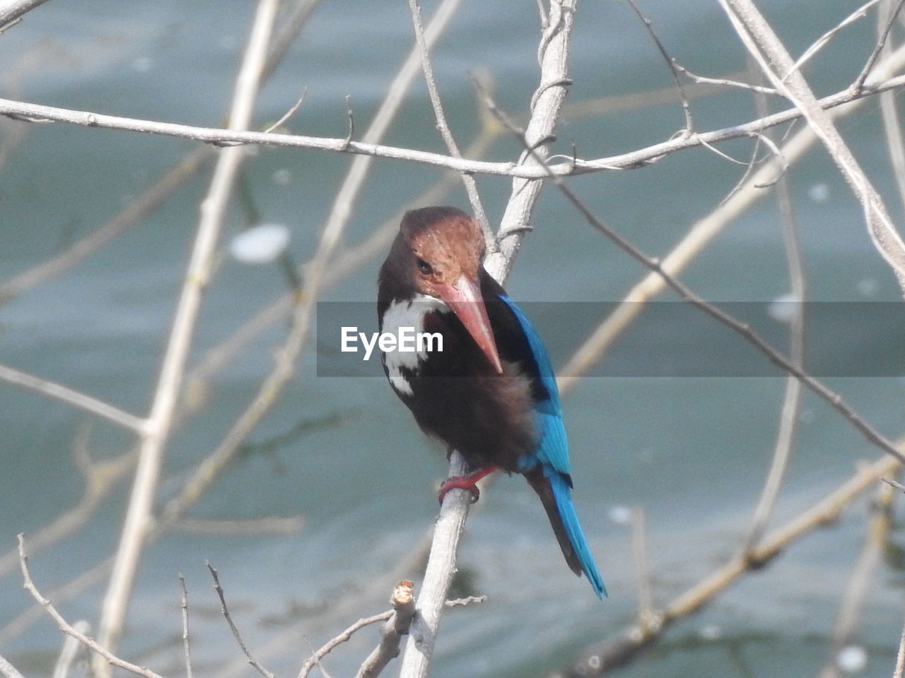 BIRD PERCHING ON BRANCH