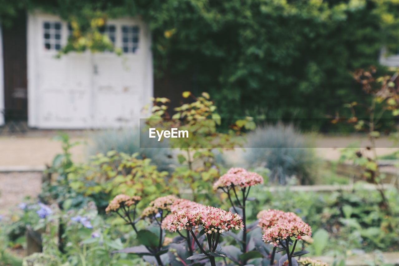 CLOSE-UP OF PINK FLOWERING PLANTS IN BACKYARD