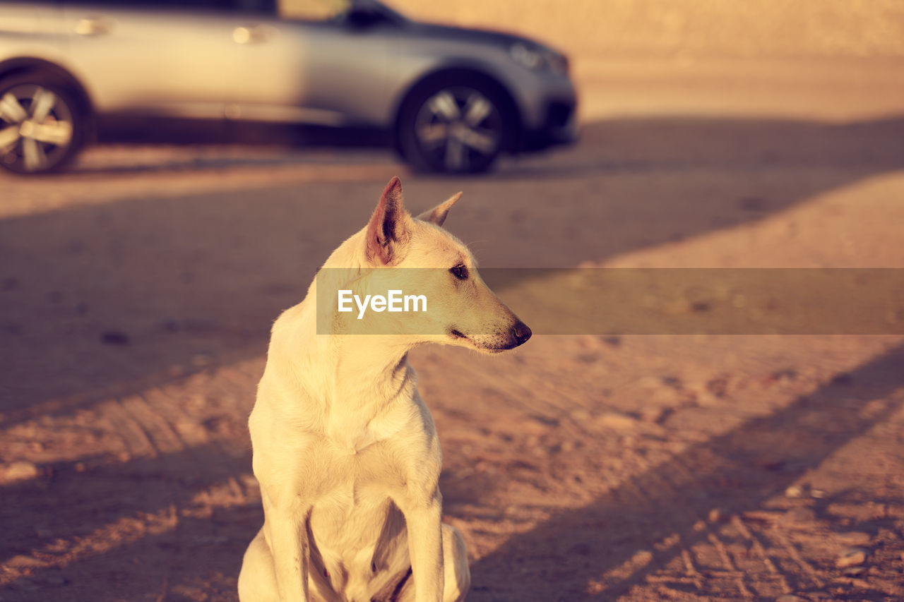 animal, animal themes, mammal, one animal, car, vehicle, transportation, dog, land vehicle, pet, wheel, motor vehicle, domestic animals, mode of transportation, white, canine, nature, sunlight, no people, road, focus on foreground, looking, day, land, animal wildlife, outdoors