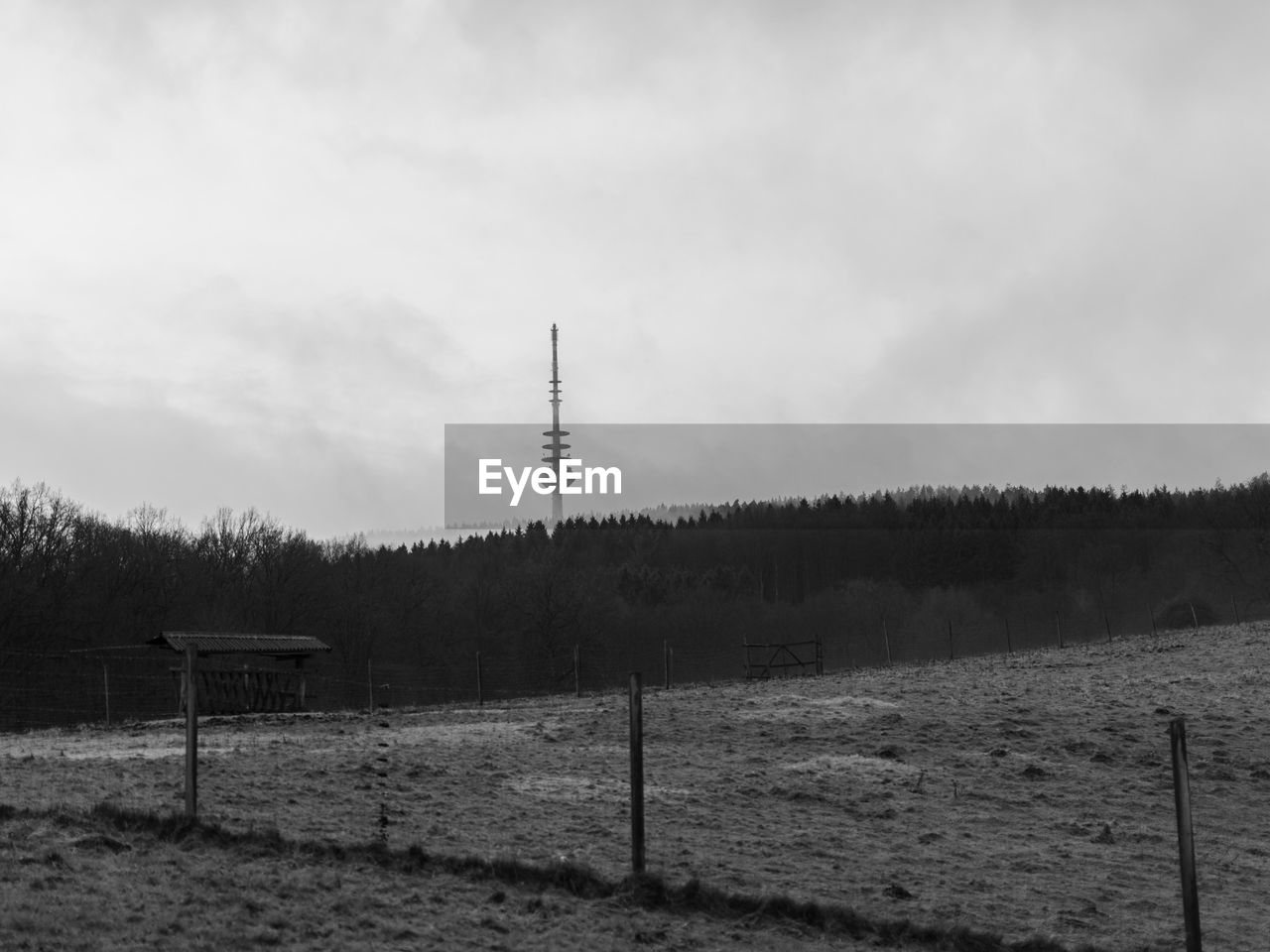 Communications tower in forest